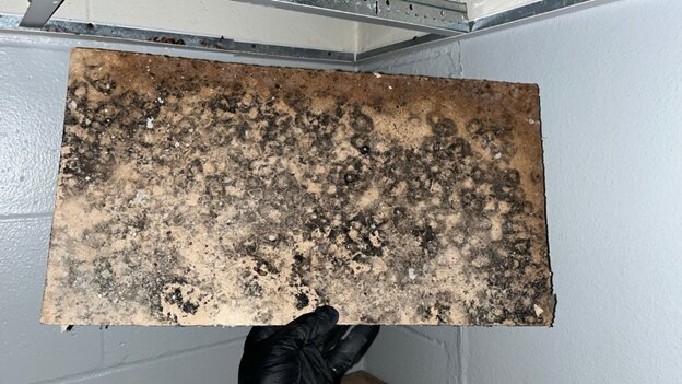 Professional mold removal company in Washington removing severe black mold from ceiling tiles